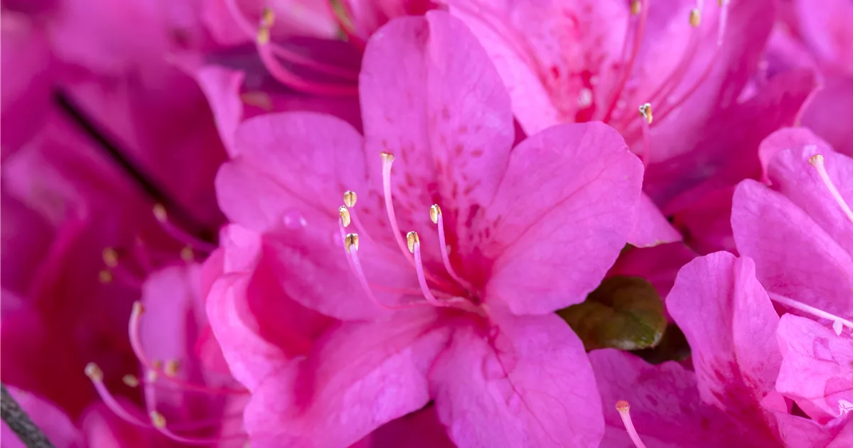 Rhododendron Obt Rosalind Ii Japanische Azalee Rosalind