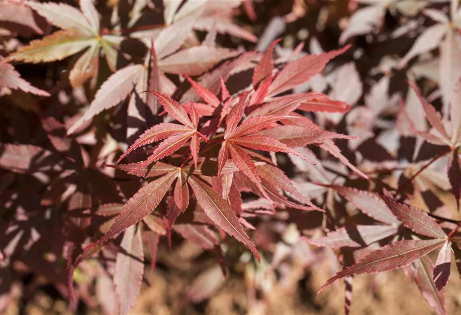 Acer Palmatum Skeeter S Broom F Cherahorn Pflanzenhof Plum