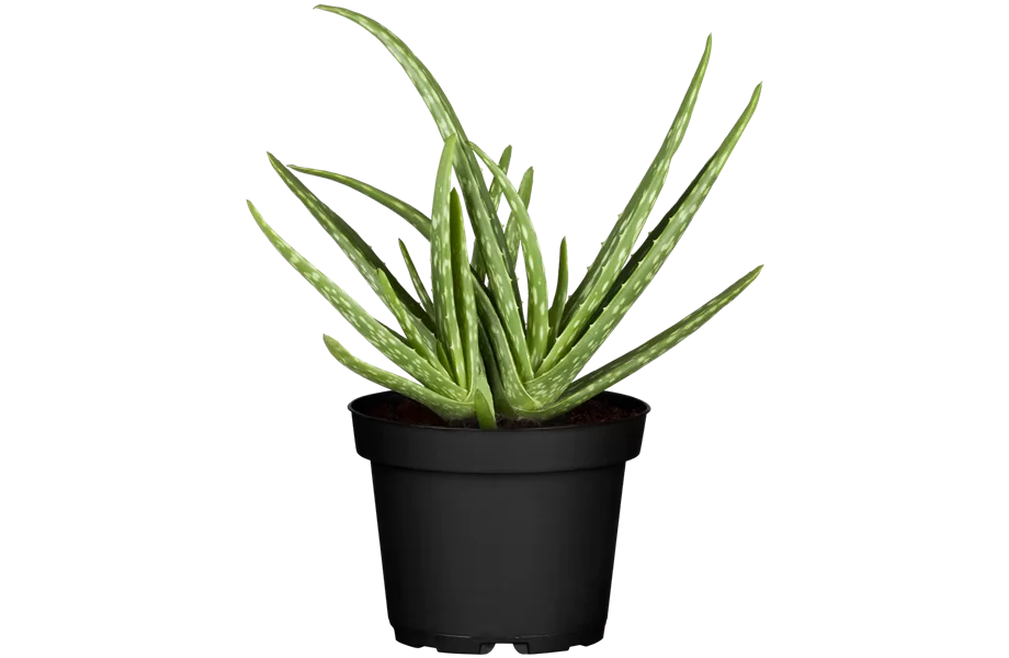Pflanze August 2022: Aloe