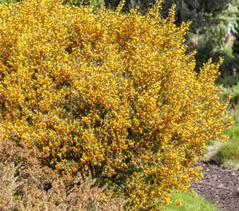 Cytisus Scoparius Goldfinch Edelginster Goldfinch Pflanzenhof Plum