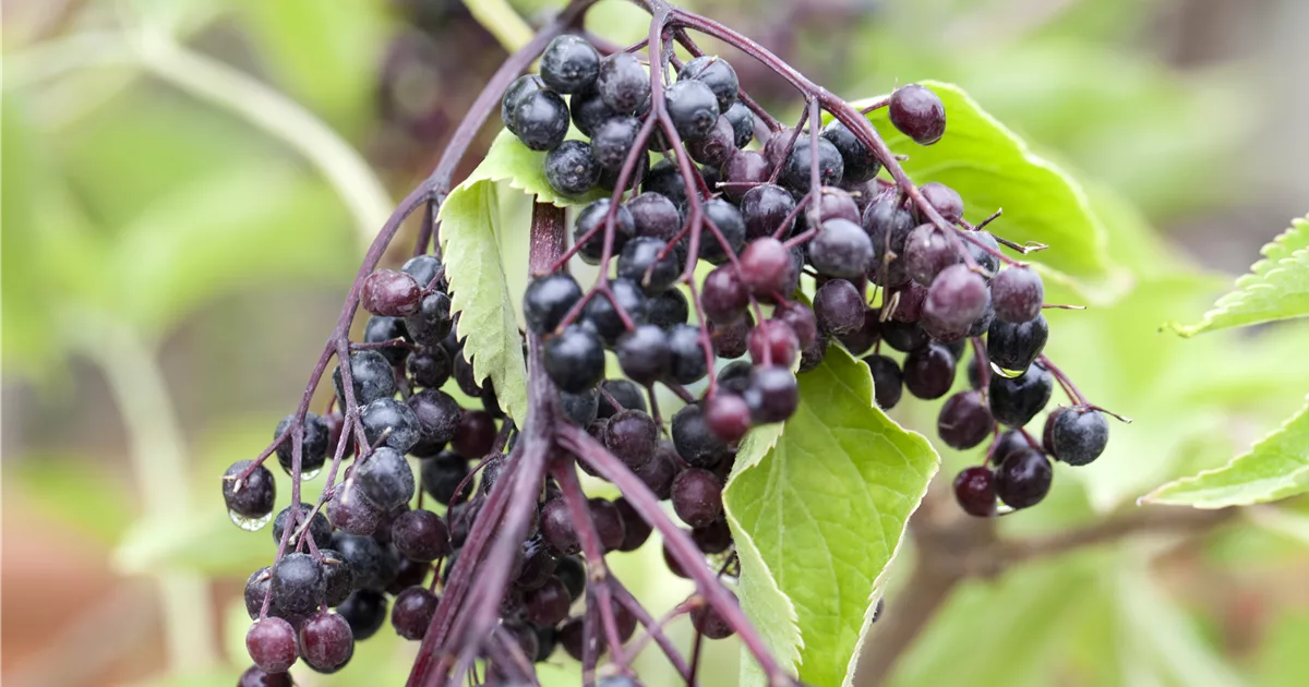 Sambucus Nigra 'Haschberg', Schwarzer Holunder 'Haschberg ...