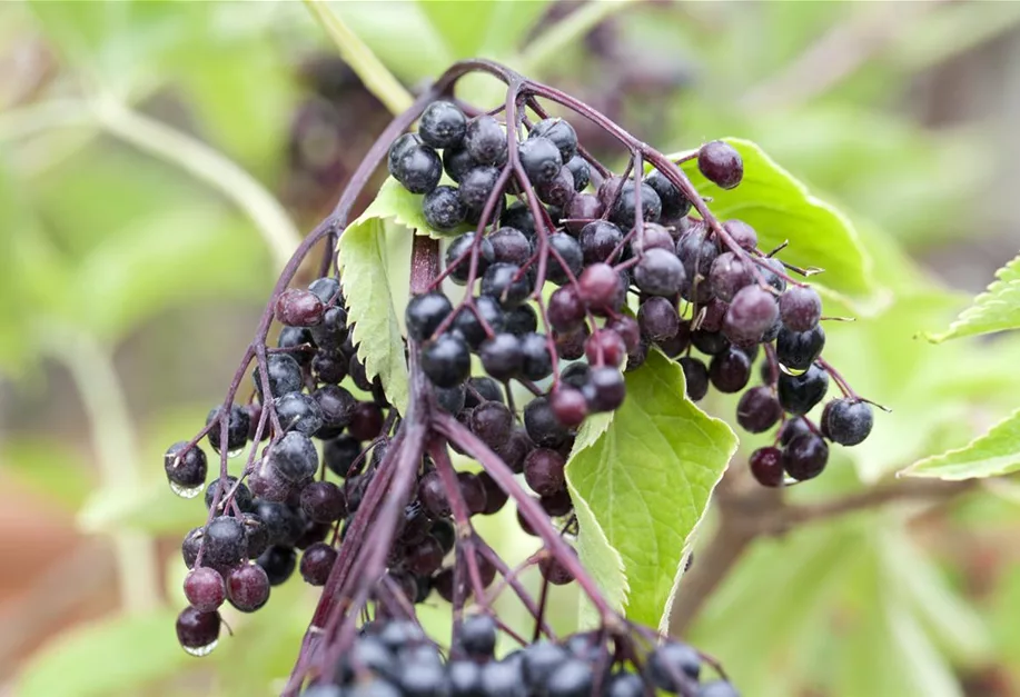 Sambucus Nigra 'Haschberg', Schwarzer Holunder 'Haschberg ...