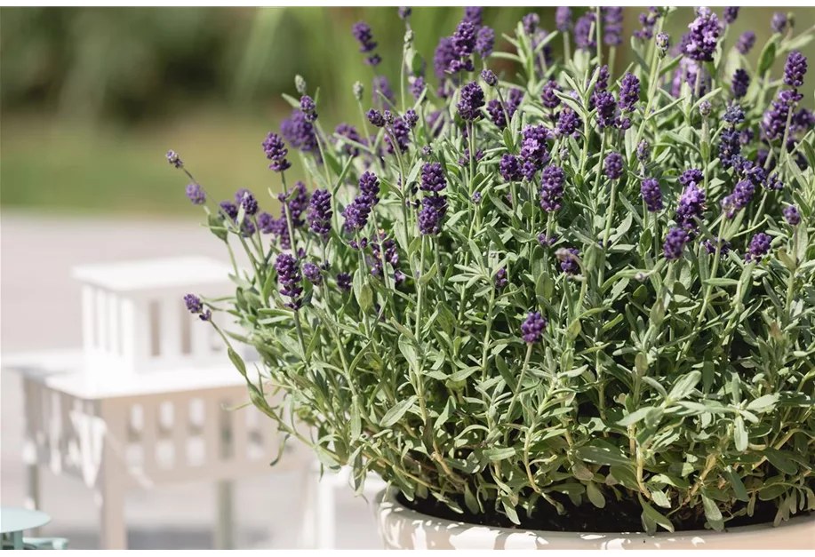 Lavandula Angustifolia Dwarf Blue Kompaktwachsender Lavendel Pflanzenhof Plum 1494