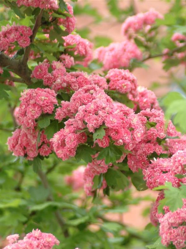 Crataegus laevigata 'Paul's Scarlet', Echter Rotdorn