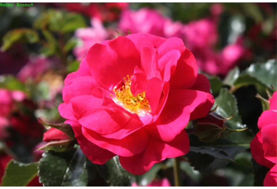 Bodend.Rose 'Heidetraum' -R- ADR-Rose