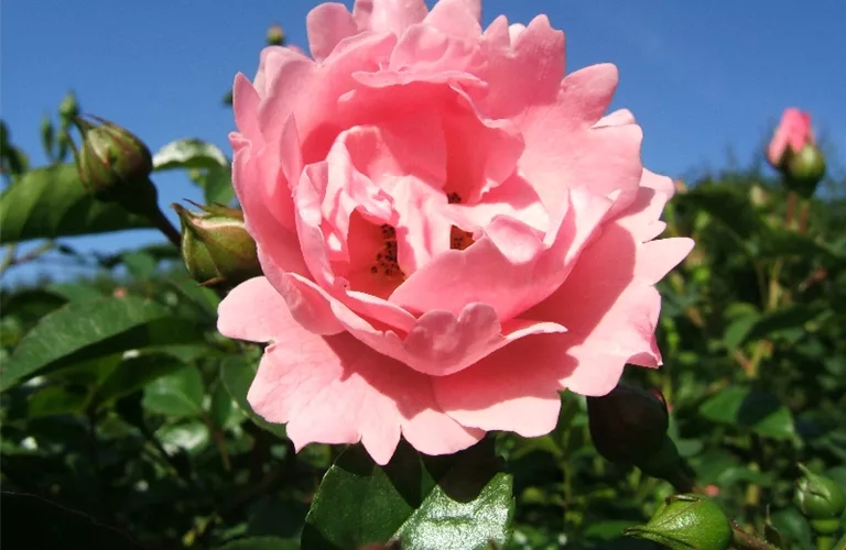 Rosa 'Sommerwind' -R- BDR III