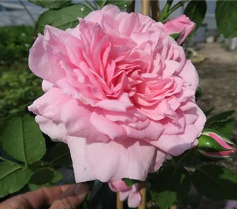 Rosa 'Sweet Laguna' -R- KL VI