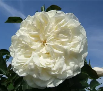 Rosa 'White Meidiland' -R- BDR III