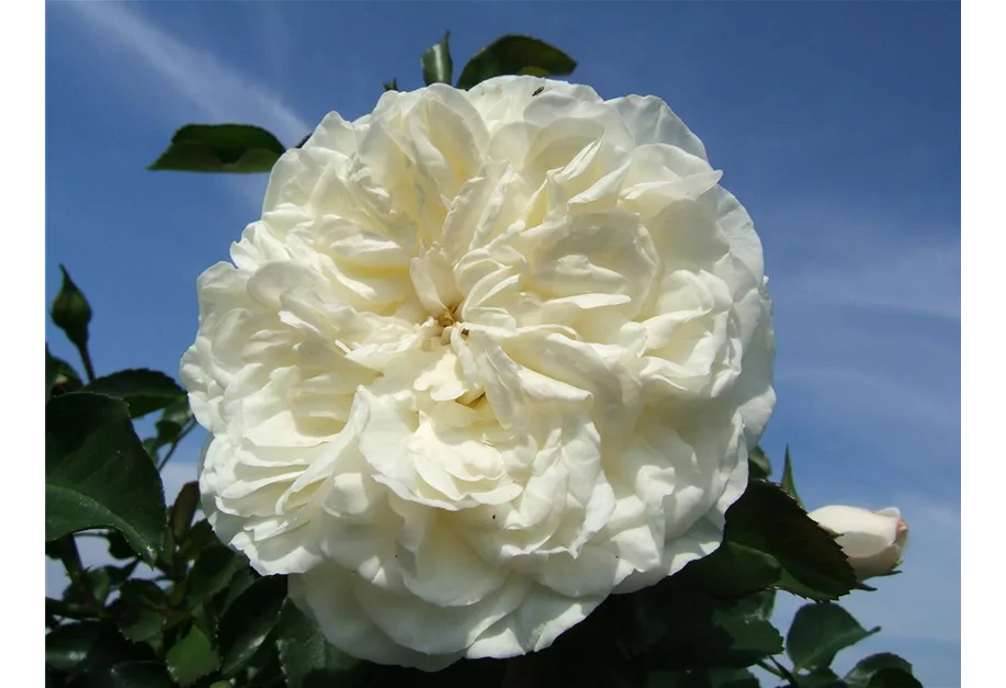 Bodend.Rose 'White Meidiland' -R-
