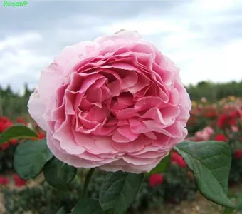 Rosa 'Gartenträume' -R- BT VI