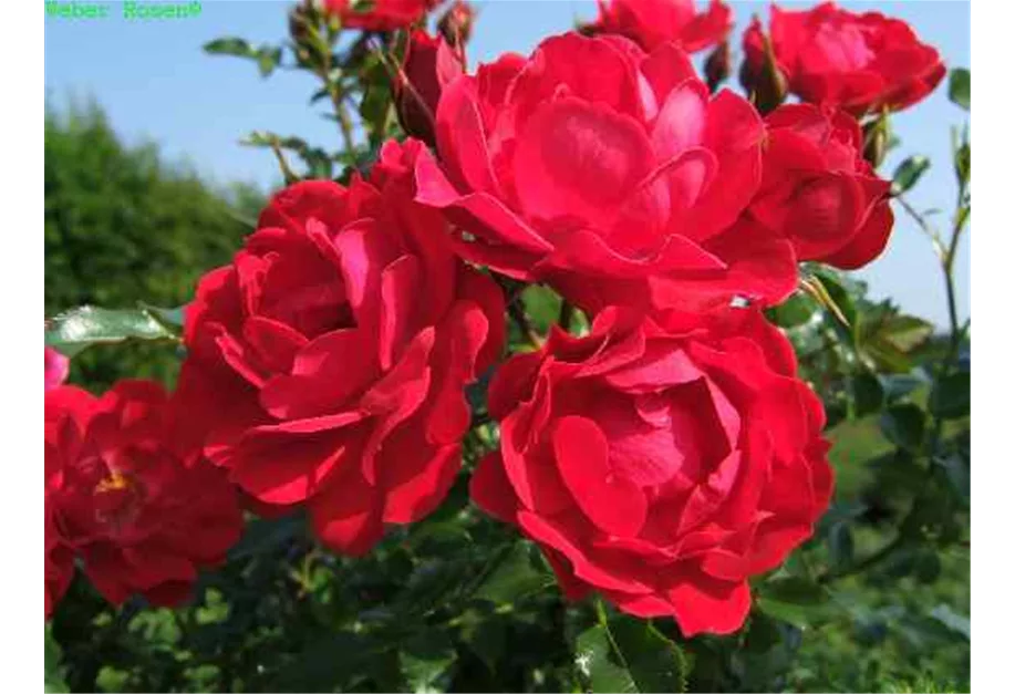 Bodend.Rose 'Limesglut' -R- ADR-Rose