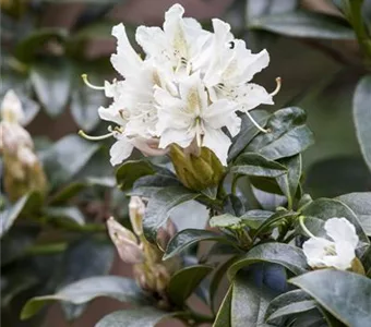Rhododendron Hyb.'Cunningham's White' I