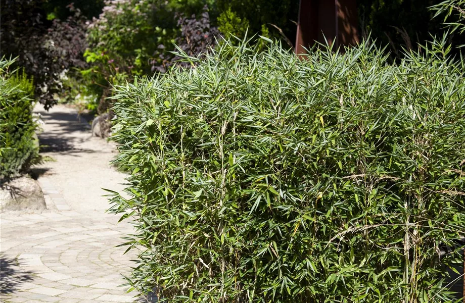 Bambus – das exotische Multitalent im Garten