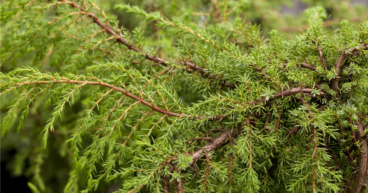 Juniperus Com.'Hornibrookii', Kriechender Heidewacholder - Pflanzenhof Plum