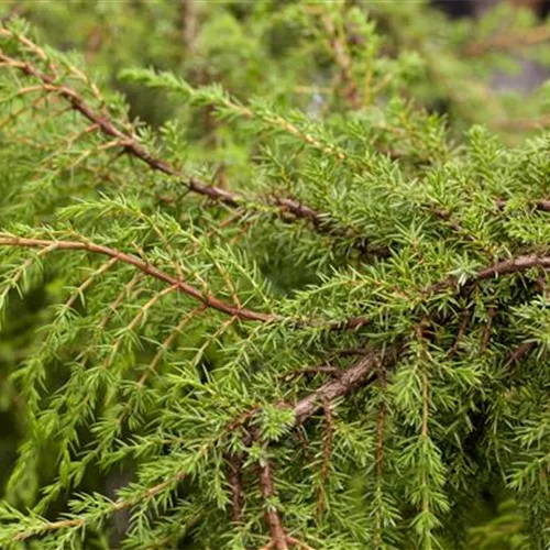 Juniperus com.'Hornibrookii'