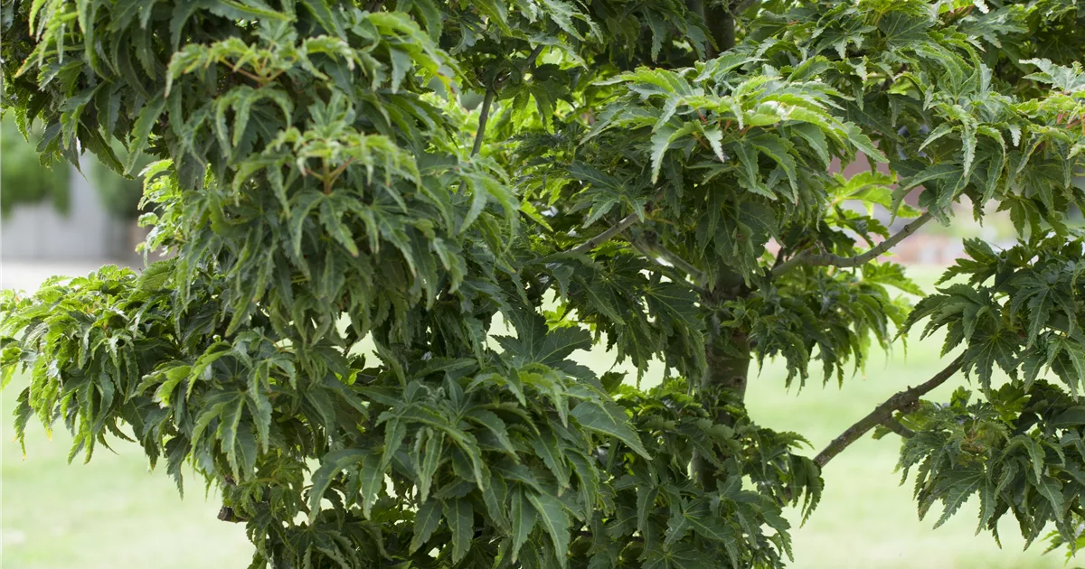 Acer palmatum 'Kotohime', Fächerahorn 'Kotohime' - Pflanzenhof Plum