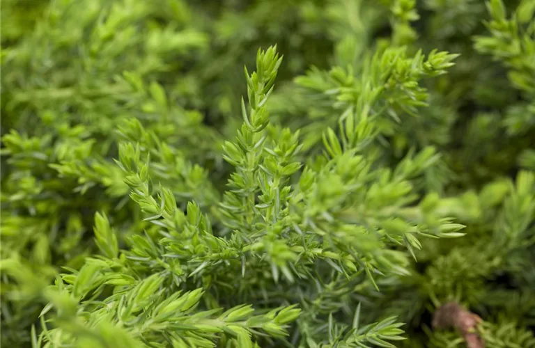 Juniperus com.'Green Mantle'