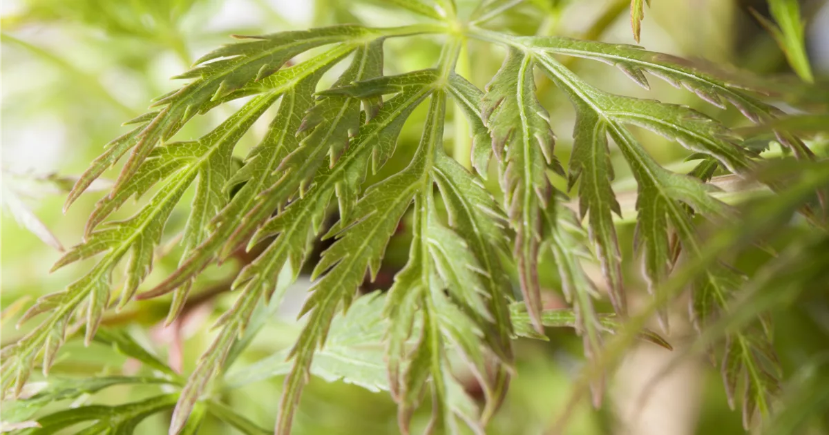 Acer palmatum 'Emerald Lace', Fächerahorn 'Emerald Lace' - Pflanzenhof Plum