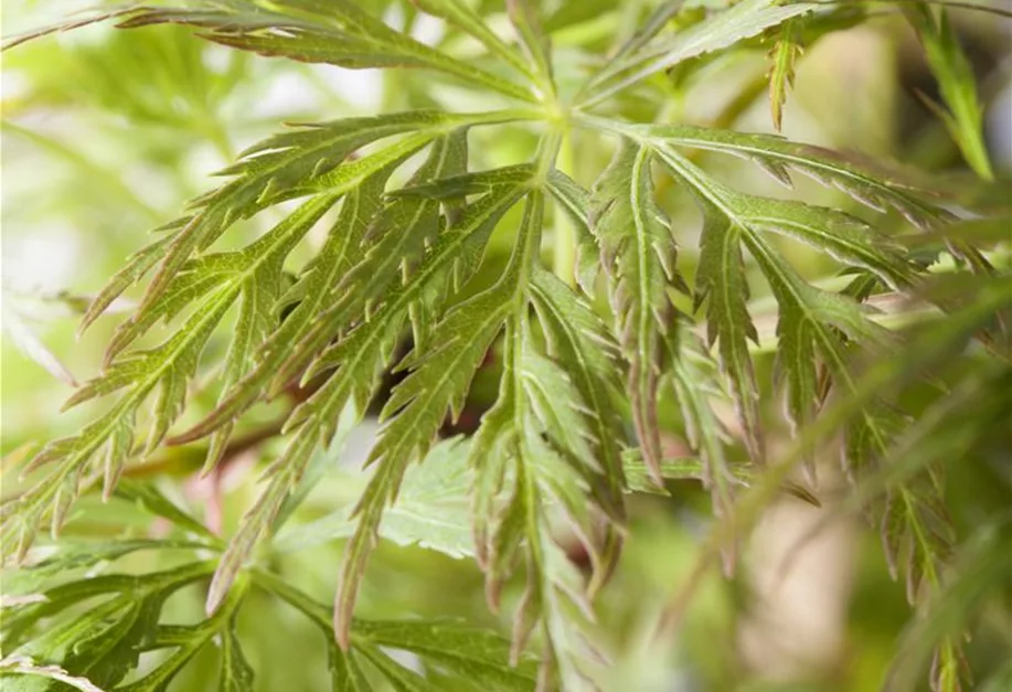 Acer palmatum 'Emerald Lace', Fächerahorn 'Emerald Lace' - Pflanzenhof Plum