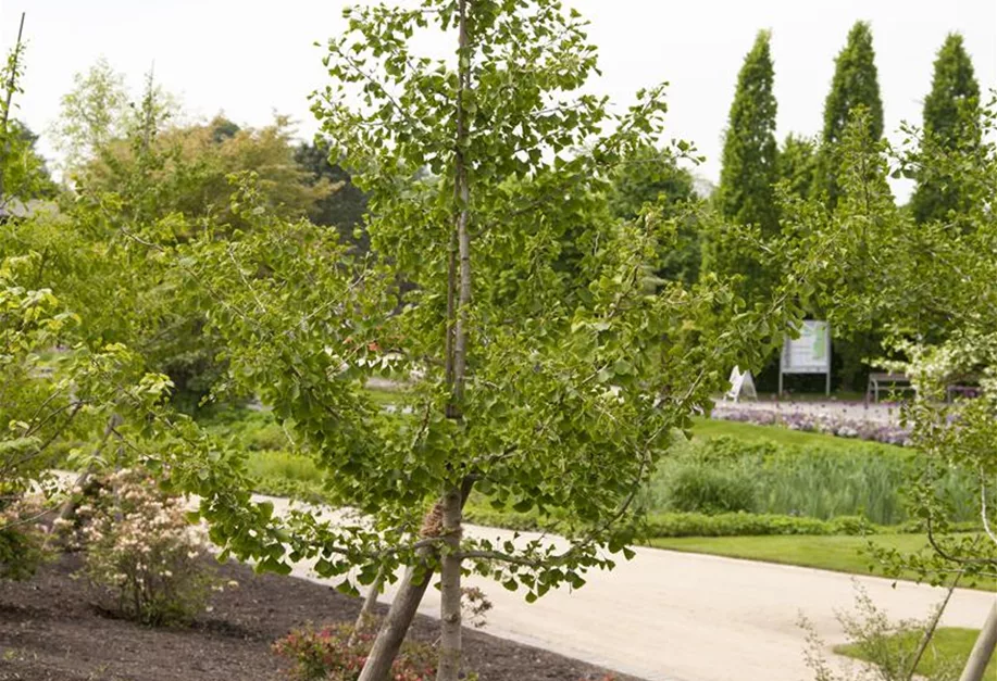 biloba, Pflanzenhof Ginkgo Plum - Fächerblattbaum