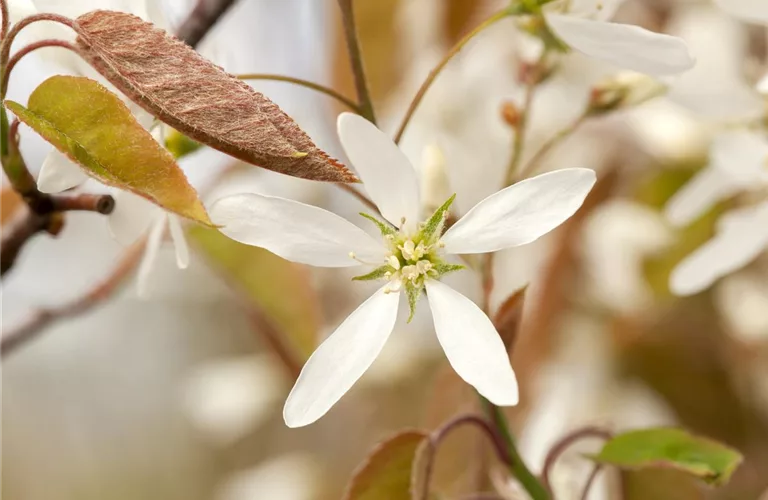 Amelanchier lamarckii