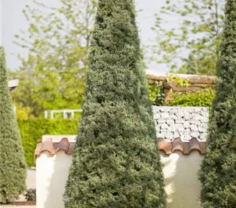 Cupressus arizonica 'Fastigiata'