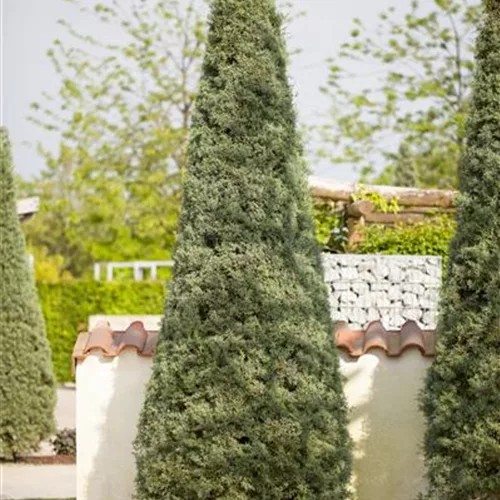 Cupressus arizonica 'Fastigiata'