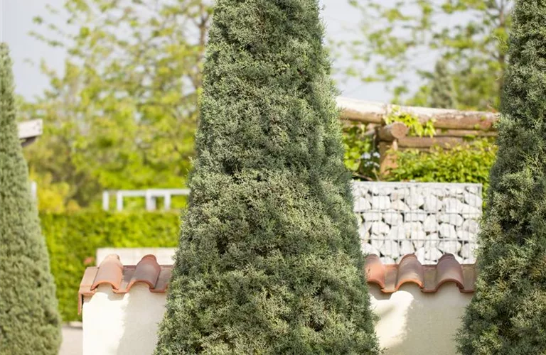 Cupressus arizonica 'Fastigiata'