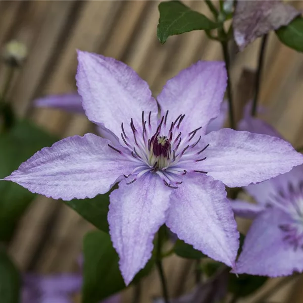 Clematis 'Hagley Hybrid'