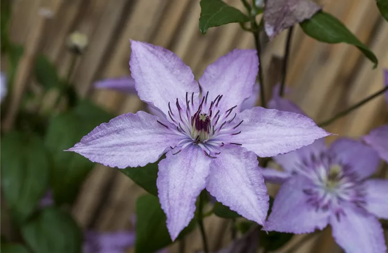 Clematis 'Hagley Hybrid'