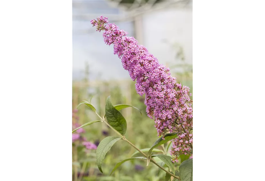 Sommerflieder 'Lavender Cupecake'