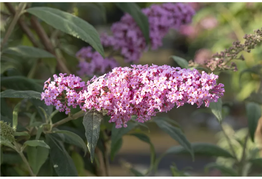 Sommerflieder 'Magenta Munchkin'