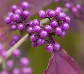 Callicarpa bodinieri 'Profusion'