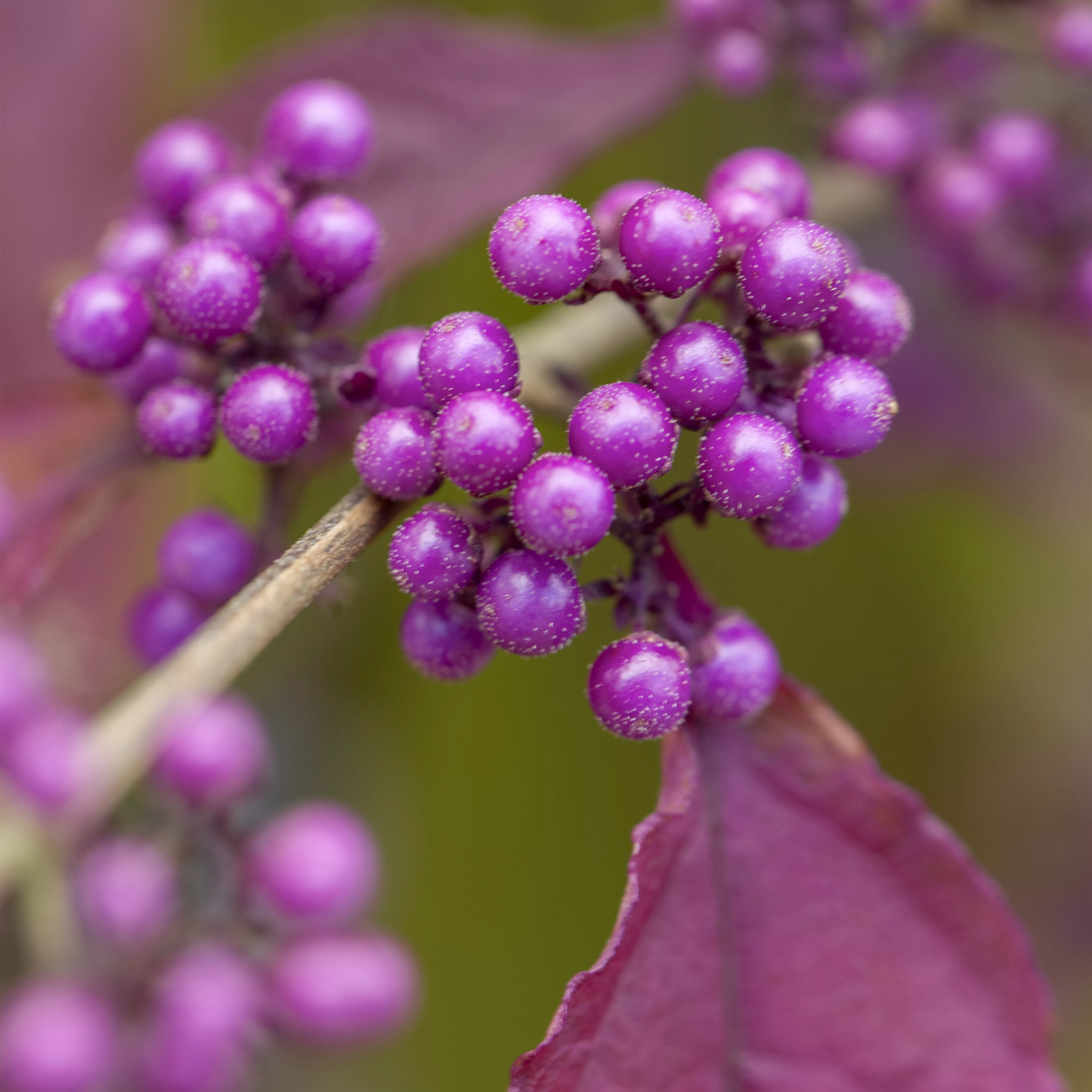 Callicarpa bodinieri 'Profusion'