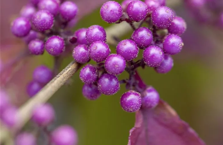 Callicarpa bodinieri 'Profusion'