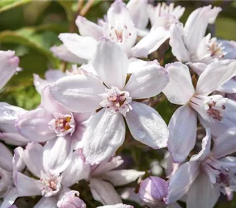 Deutzia hybrida 'Mont Rose'