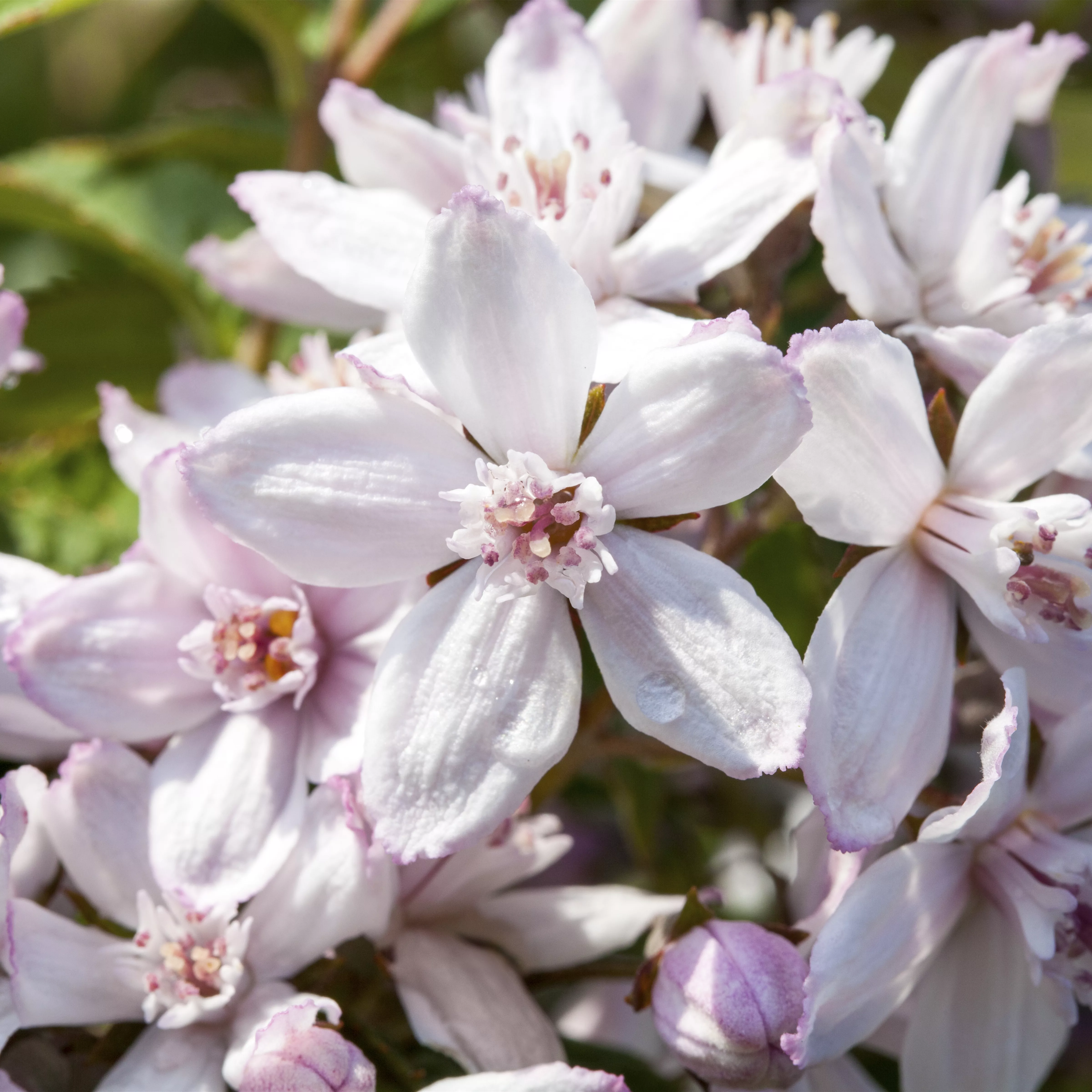 Deutzia hybrida 'Mont Rose'