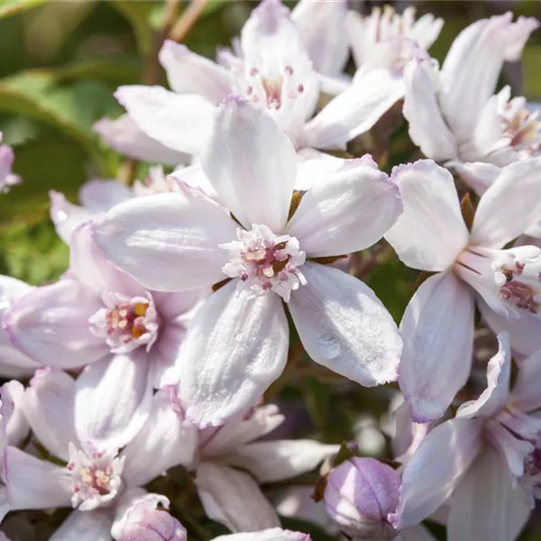 Deutzia hybrida 'Mont Rose'