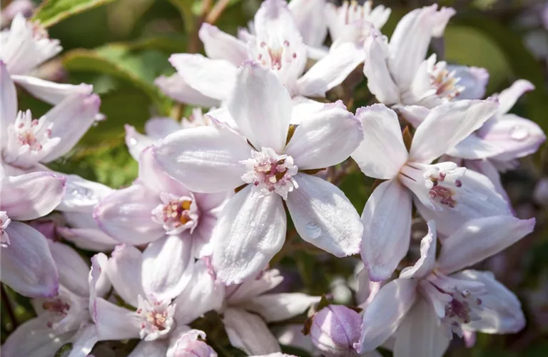 Deutzia hybrida 'Mont Rose'