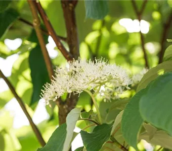 Cornus controversa