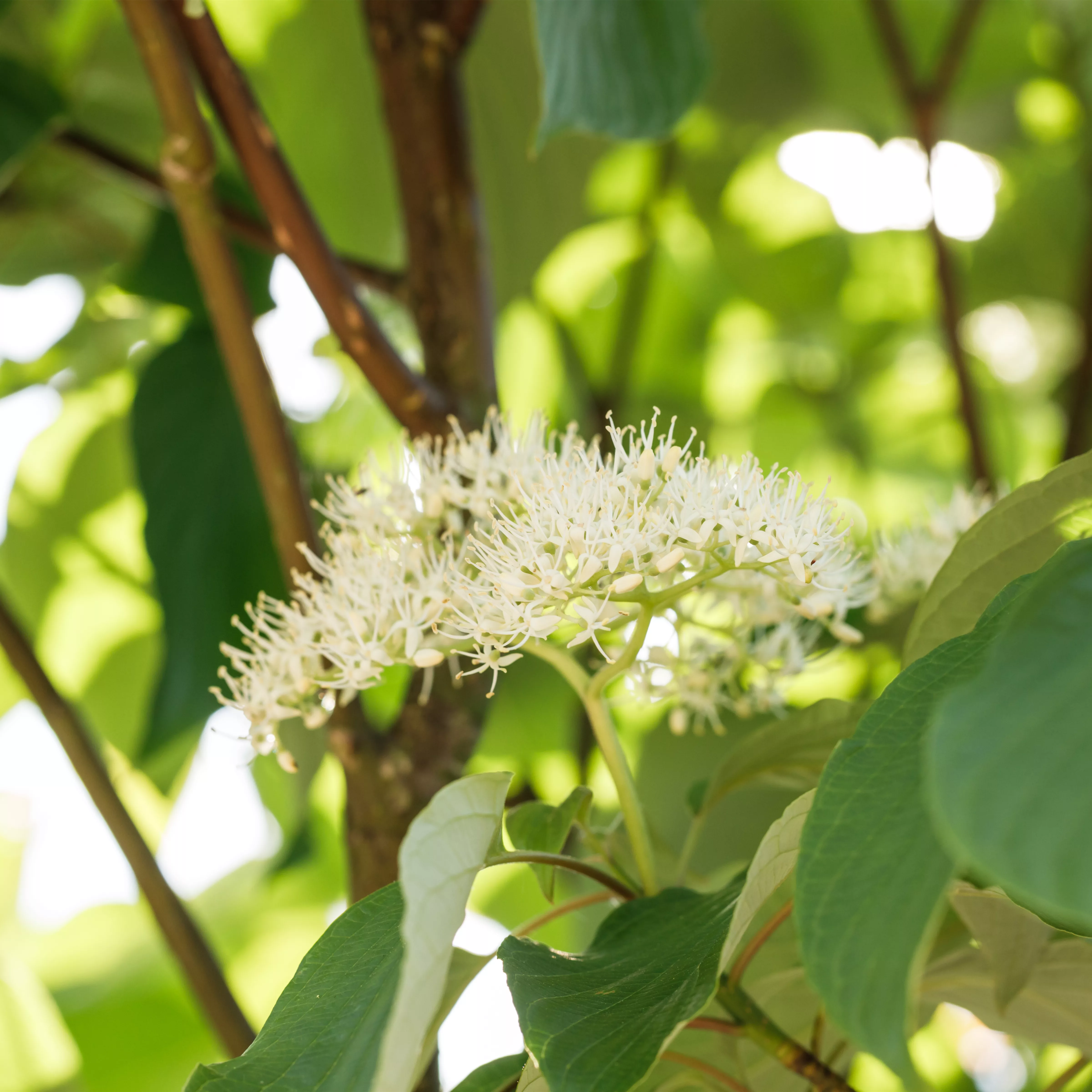 Cornus controversa