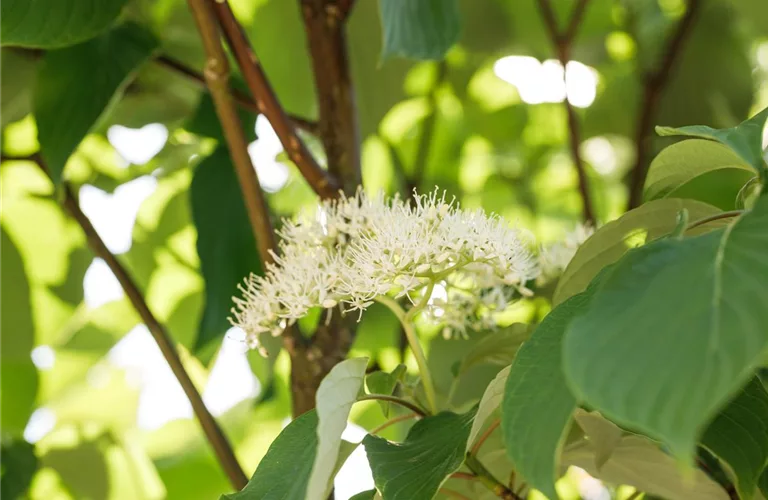 Cornus controversa