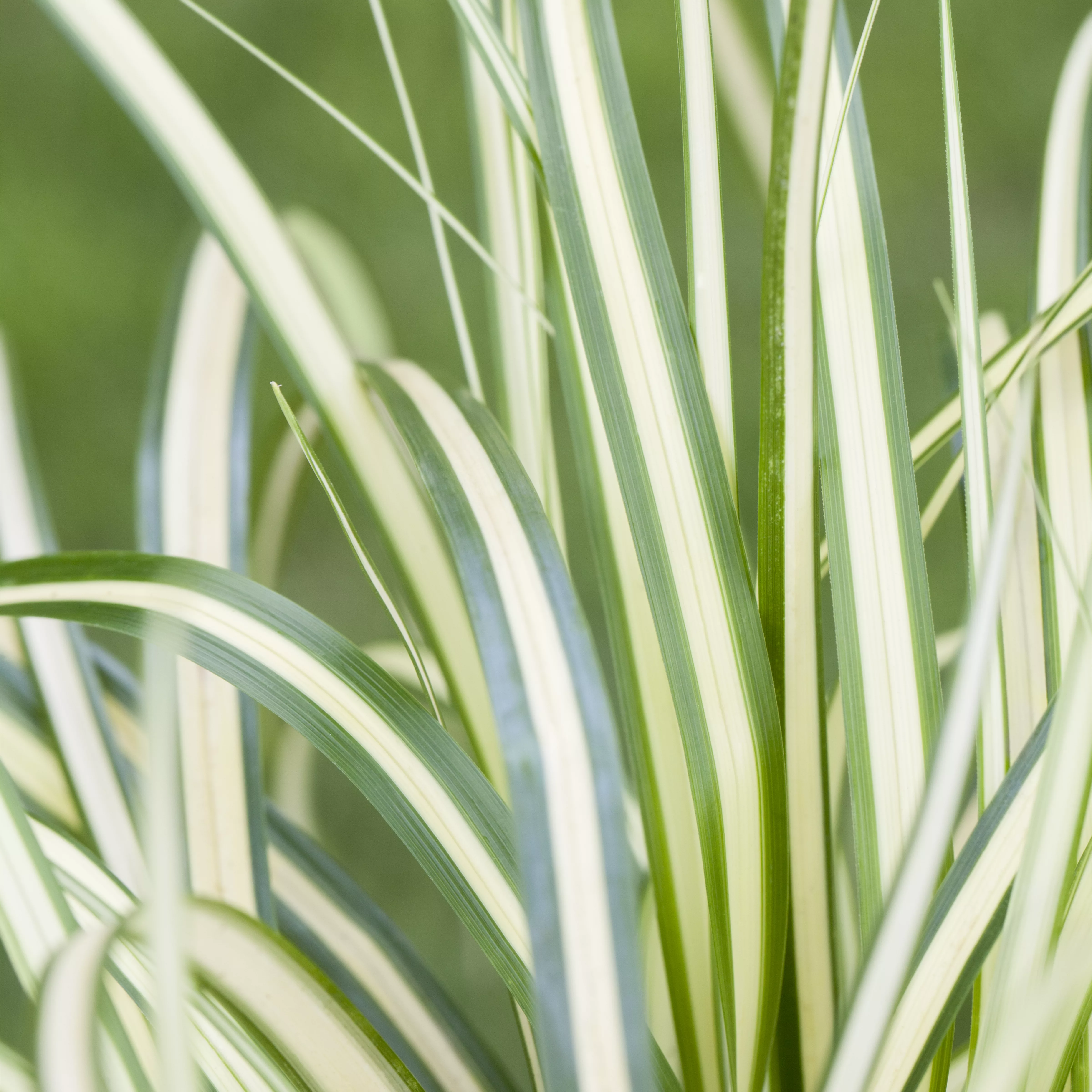 Carex oshimensis 'Evergold'