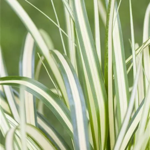 Carex oshimensis 'Evergold'