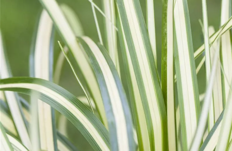 Carex oshimensis 'Evergold'