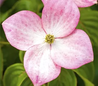 Cornus kousa 'Satomi'