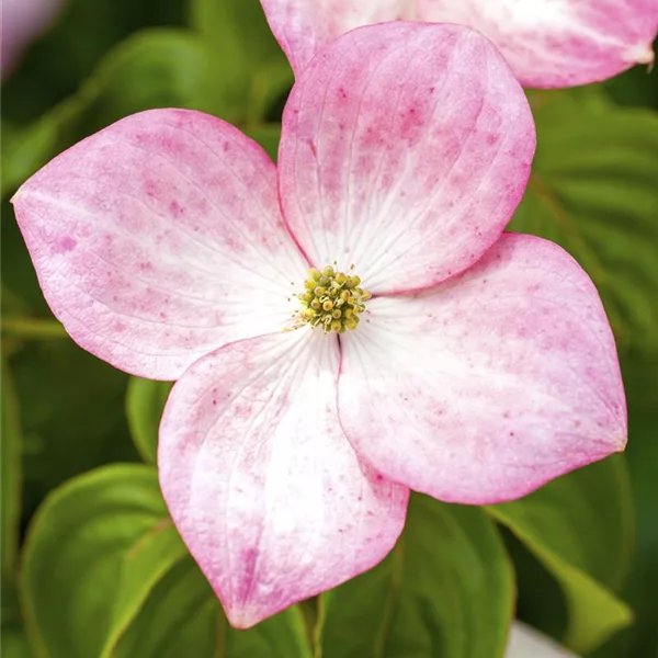 Cornus kousa 'Satomi'