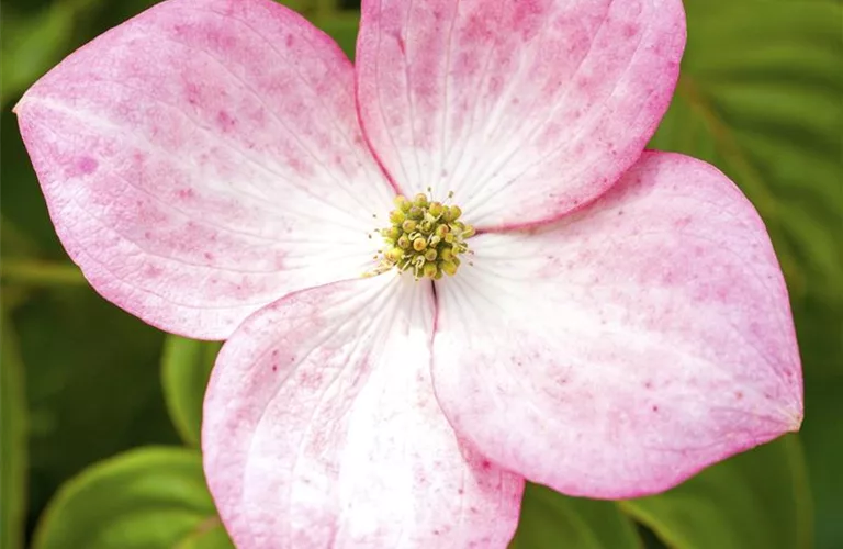 Cornus kousa 'Satomi'