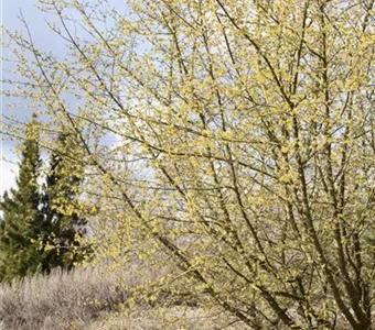 Cornus mas