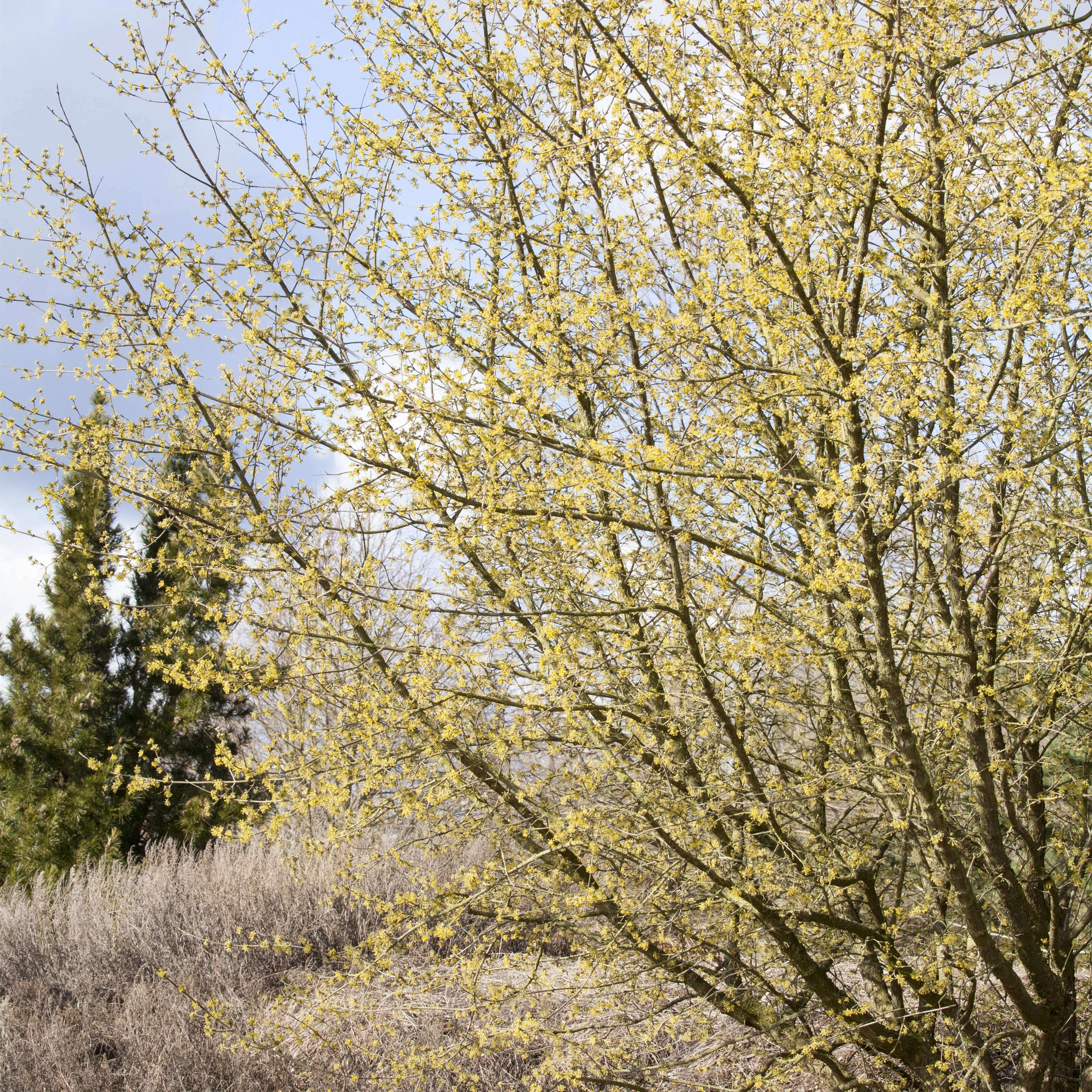 Cornus mas